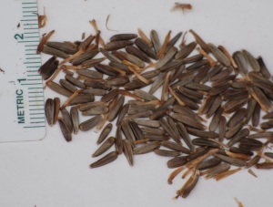 cluster of Arrowleaf Balsamroot (Balsamhoriza sagitatta) seeds and ruler