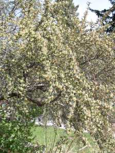 flowering branches of Curl-leaf Mountain Mahogany