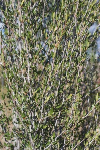 multiple grey barked stems with small, elliptical green leaves