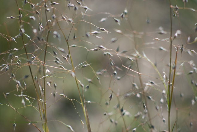 indian ricegrass seedheads