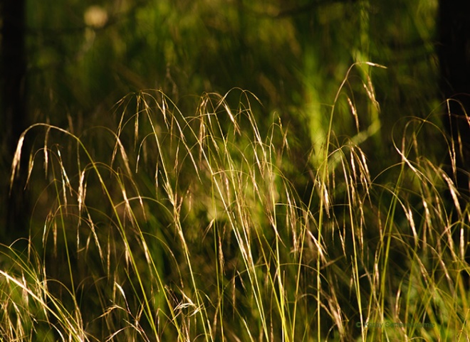 Richardson's needle grass drooping seedheads