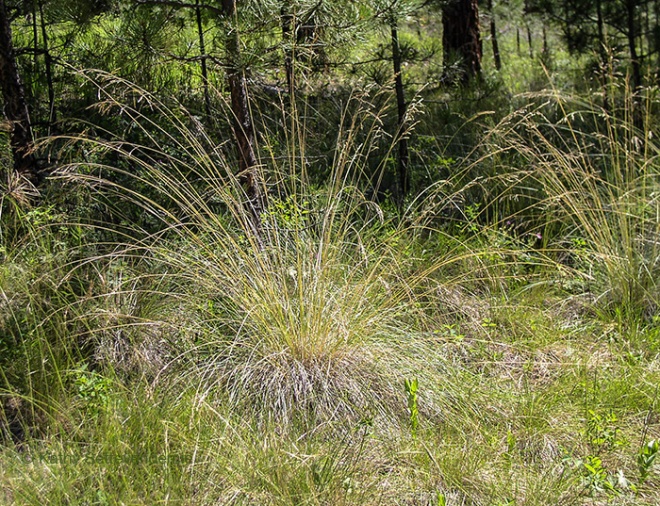 rough fescue grass with seedheads