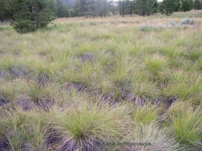 grassland of rough fescue